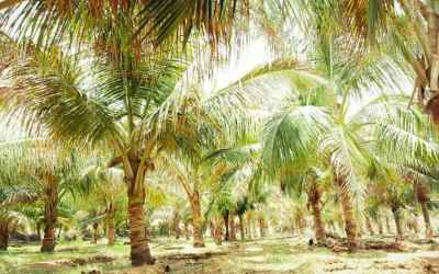Farmers grow coconuts in deserts to improve livelihoods in Rajasthan, India