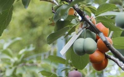 This Crazy Tree Grows 40 Kinds of Fruit