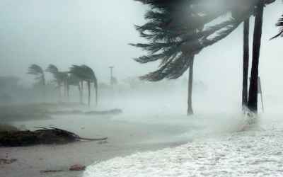 How do palm trees survive hurricanes?
