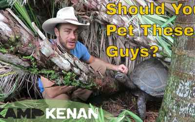Do Tortoises Like Petting?