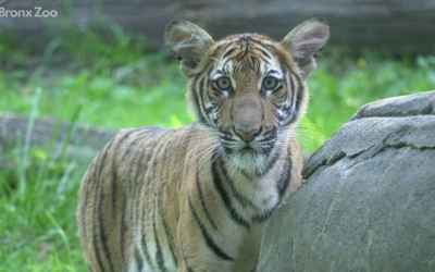 Coronavirus: Tiger at Bronx Zoo Is First Animal in U.S. to Test Positive