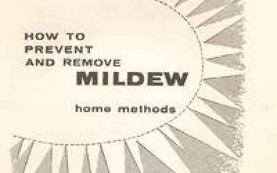 Identify, Prevent, and Remove Mold and Mildew from Old Books