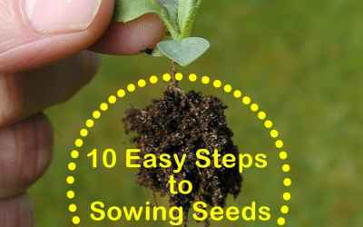 Gardening for Beginners: 10 Easy Steps to Sowing Seeds