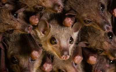 Mice and bats’ brains sync up as they interact with their own kind