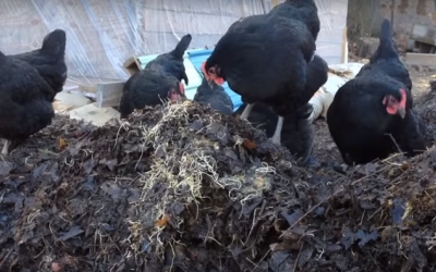 Feeding 25 Chickens For 25 Cents A Day & Making Tons Of Compostâ€¦