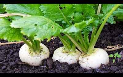 9 Of The Fastest Growing Veggies You Can Harvest In No Time