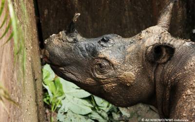 Rare Sumatran Rhino Found for First Time in 40 Years