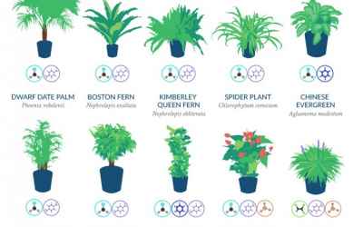 NASA Has Compiled a List of the Best Air-Cleaning Plants for Your Home