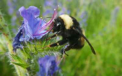France becomes first country in Europe to ban all five pesticides killing bees 