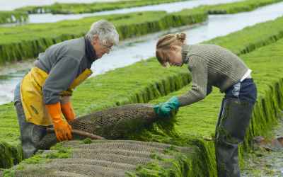 Is Algae the Eco Fuel We