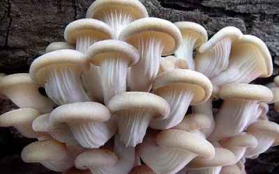 How To Grow Mushrooms Even If You Have No Garden