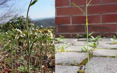 Thale cress: the unassuming weed that’s lighting up science